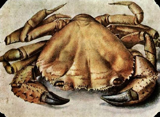 Albrecht Durer Lobster